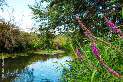Wild meadow flowers on banks of a river. English nature in Summer. 