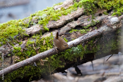 Konstfotografi small wren in motion on tree branch