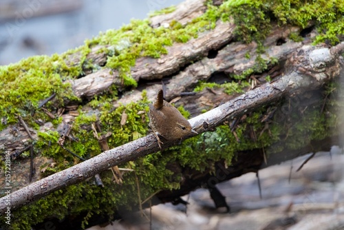 Foto wren in motion on tree branch