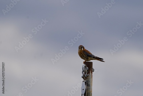 Foto american kestrel on post