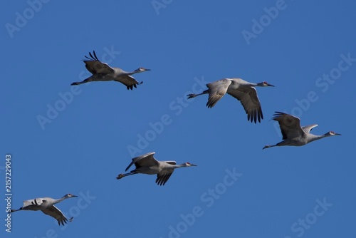 flock of sandhill cranes in flight along blue sky 