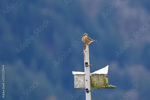 american kestrel perched along bird nest post 