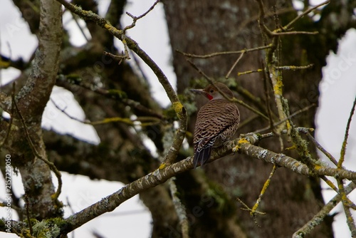 northern flicker on branch 