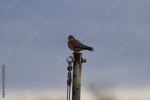 american kestrel bird perched along post 