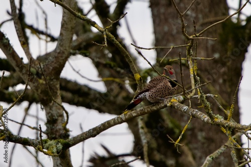 flicker perched along branch 