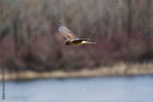 northern harrier in flight along lake 