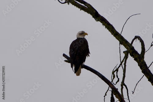 eagle perched along tree branch with grey sky