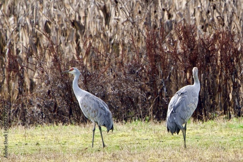 sandhill cranes along corn field 