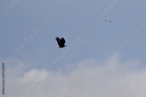 eagle in flight