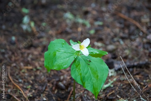 Foto spring trillium flower on moist soil