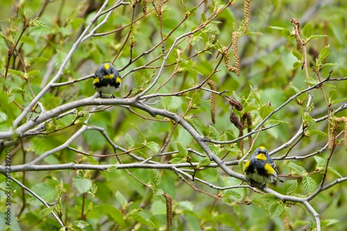 two warblers in the tree 