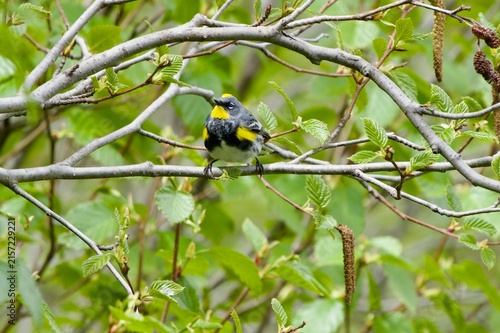 Myrtle warbler perched on a tree branch 