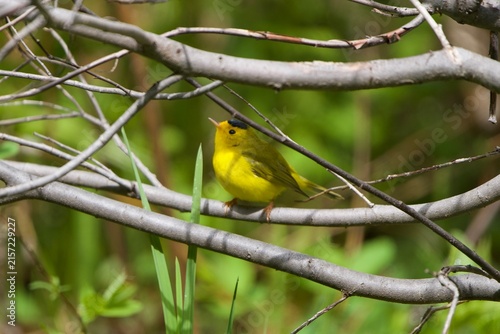 wilson's warbler in tree branch