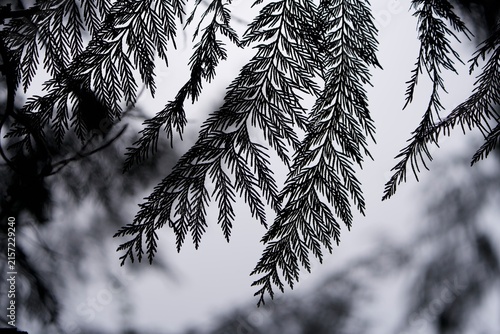 branches of a pine