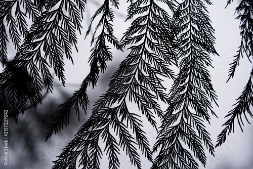 pine branch silhouette along grey sky  
