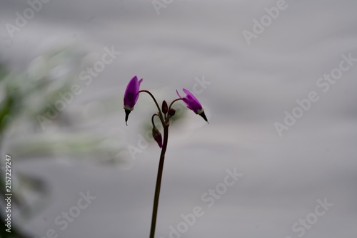 shooting star flower in bloom along lake 