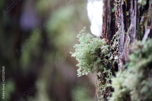 side view of lichen along pine tree 