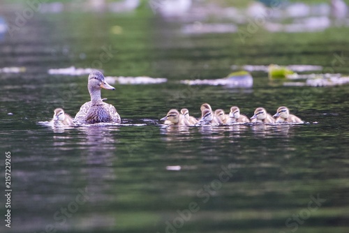 mallard duck with ducklings along lake 