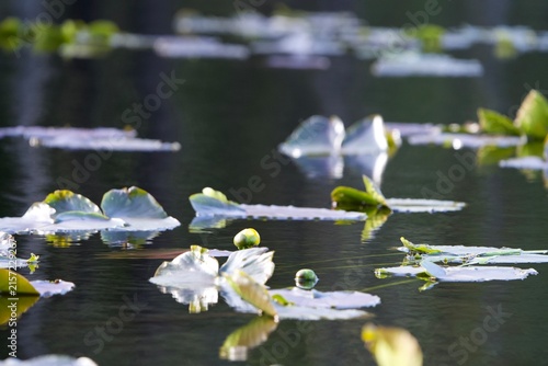 lily pads along lake