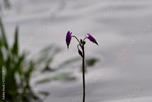 shooting star flower along water 