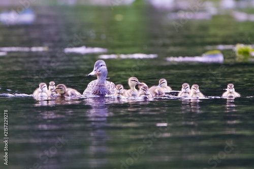 mother duck with ducklings along lake 