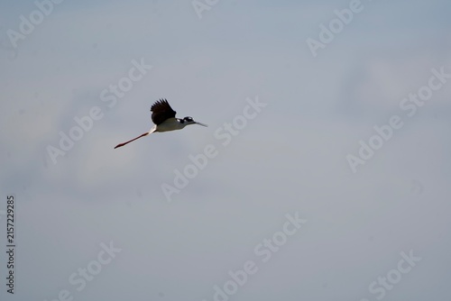 black-necked stilt in flight along cloudy sky
