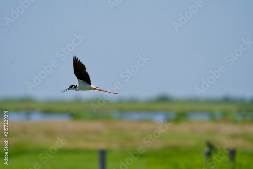 Black necked stilt in flight along marsh 