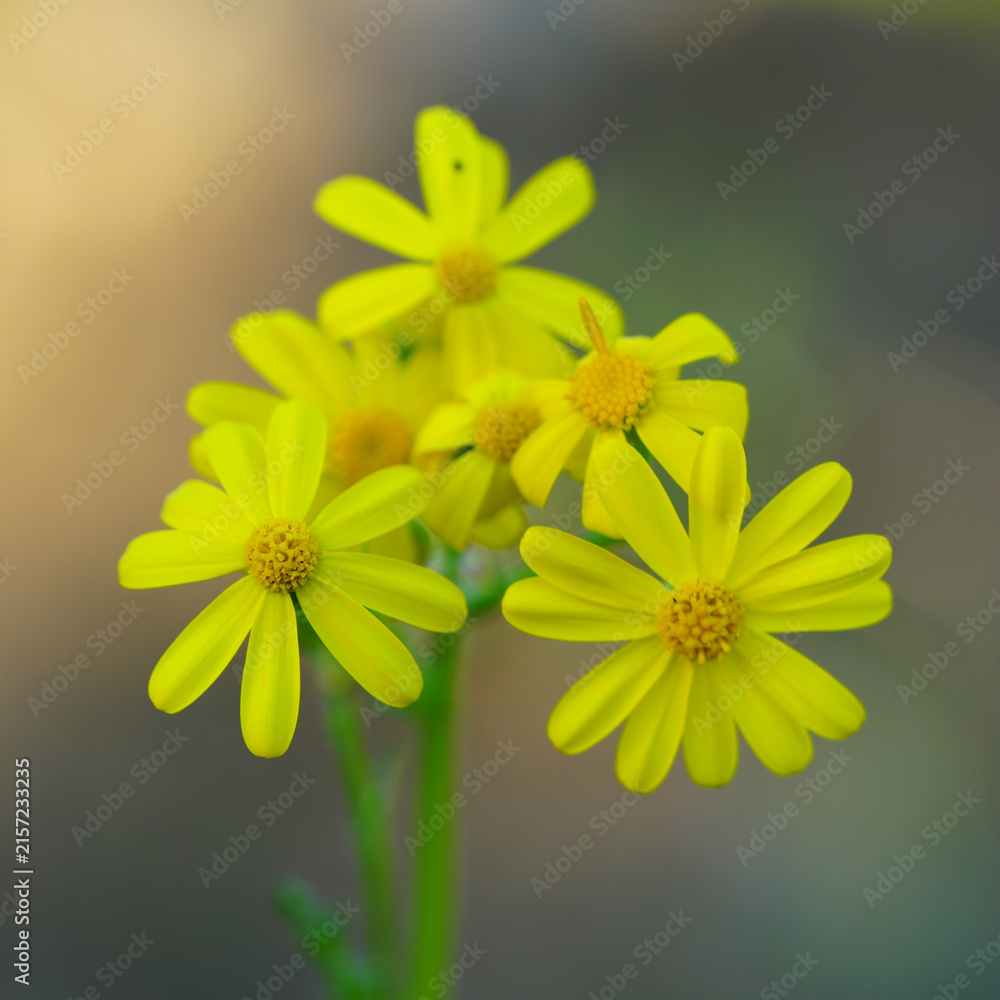 Obraz premium Yellow Senecio vernalis Wildflowers Blooming in Soft Focus