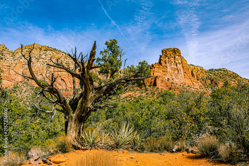 Canvastavla A weathered juniper tree with yucca plants stands before a red rock butte in Sedona, Arizona's high desert