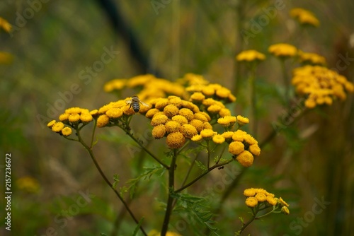 Fotografía Honey bee collecting nectar from yellow wildflowers in a natural meadow, illustrating pollination, biodiversity, ecology, sustainable nature and the importance of pollinators