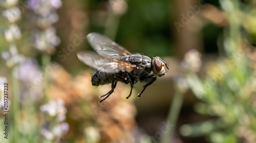 Common housefly insect captured hovering mid air in flight in a garden