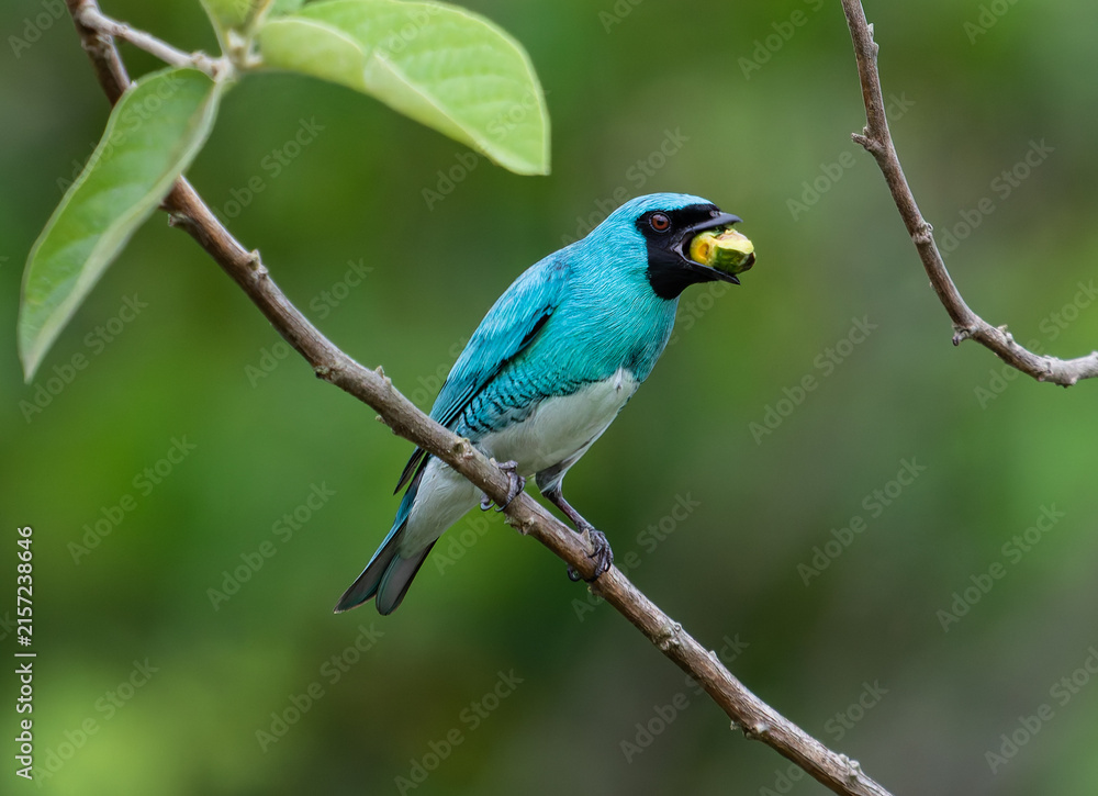 Fototapeta premium Swallow Tanager Feeding on Fruit While Perched on Branch
