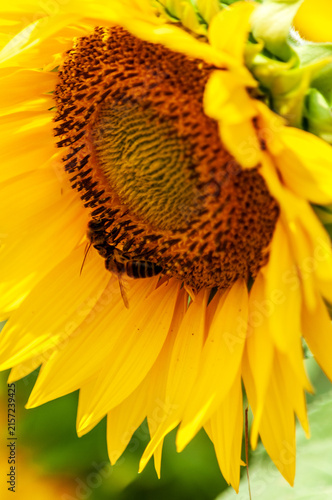Telephoto of a sunflower in a field in the French Provence, near the town of Montagnac.