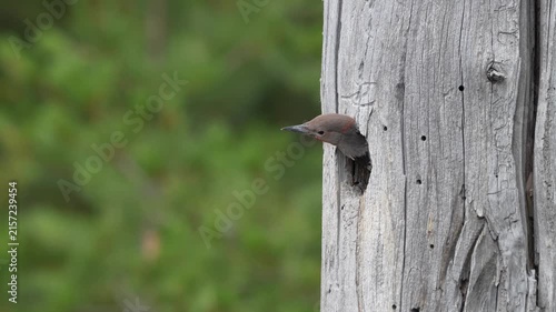 Northern Flicker peeks from woodpecker hole. Bird's head shows red marking. Natural green background blurred. Woodpecker hole drilled into post. Bird looks alert and curious