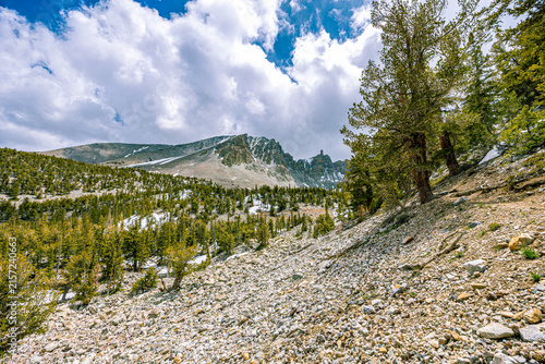 Obraz na plátne Wide scree slope covered in loose granite rock and ancient bristlecone pine trees leading toward the distant summit of Wheeler Peak