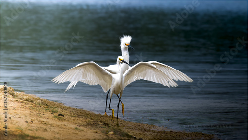 Fotografía snowy egret in flight