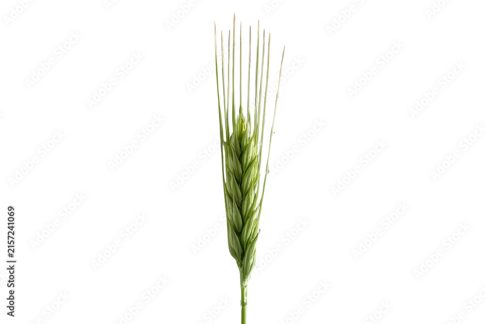 Fototapeta premium Large green barley style grain ear with long awns