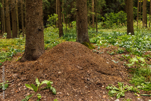 Quadro su tela Large anthill on forest floor beneath pine trees