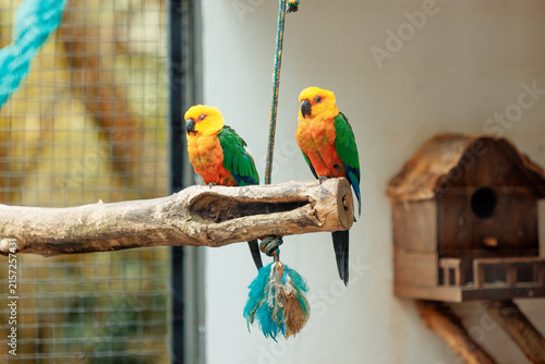 green and yellow parrot