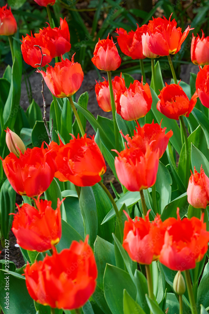 Fototapeta premium Vibrant Red Fringed Tulips Blooming in Spring Garden with Lush Green Foliage and Buds
