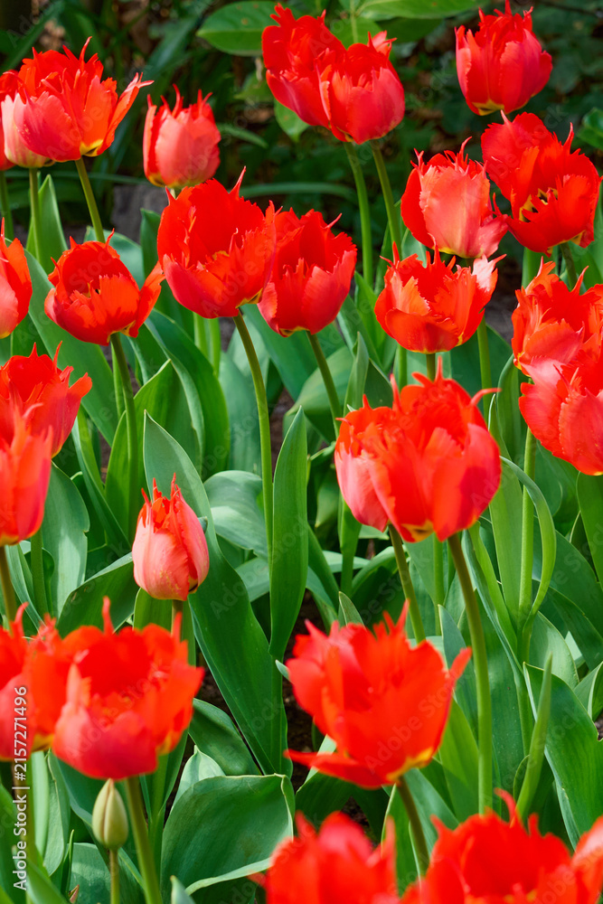Obraz premium Vibrant Red Fringed Tulips in Full Bloom with Fresh Green Foliage in a Spring Garden