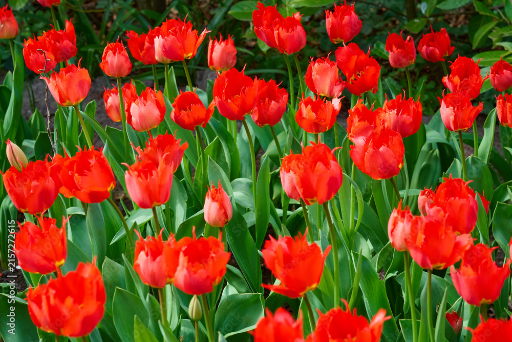 Obraz premium Vibrant Red Fringed Tulip Field in Full Bloom with Fresh Green Foliage in Spring Garden