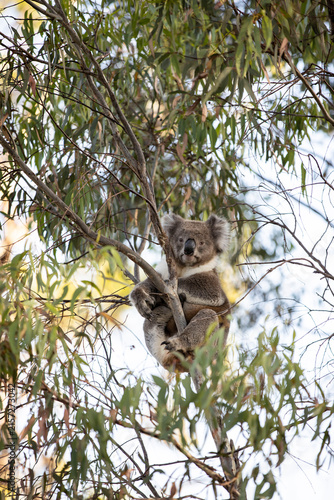 Koala Climbing Eucalyptus Tree in Australian Bushland