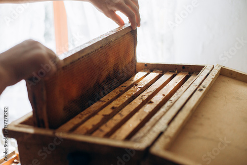 Cuadro en lienzo Beekeeper extracting honey from wooden beehive frame