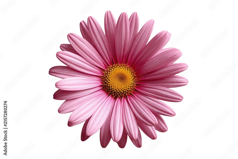 Obraz premium Deep pink daisy flower with rich layered petals and bright golden center
