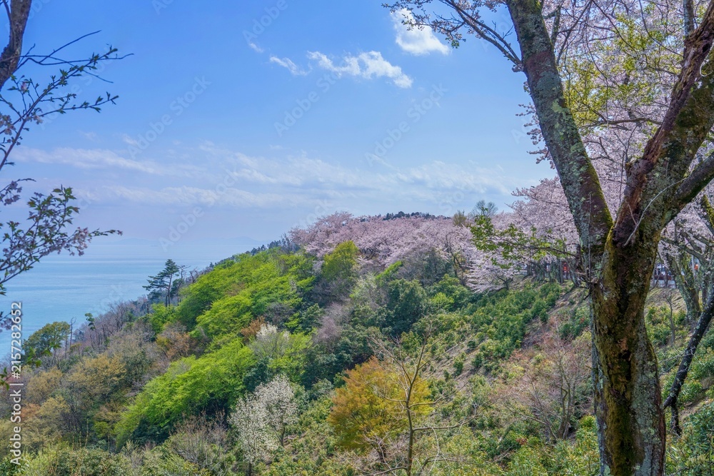 Photography Poster 新緑に囲まれた満開の桜と琵琶湖のコラボ情景