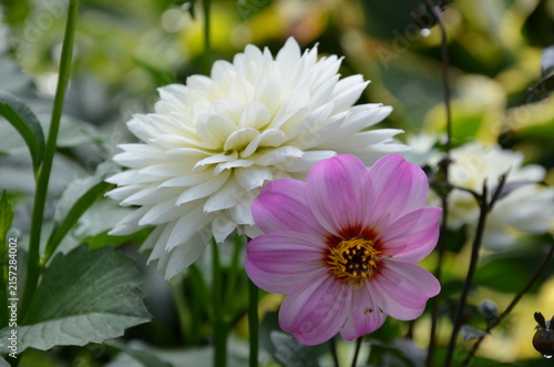 Beautiful white and pink dahlia flowers in full display