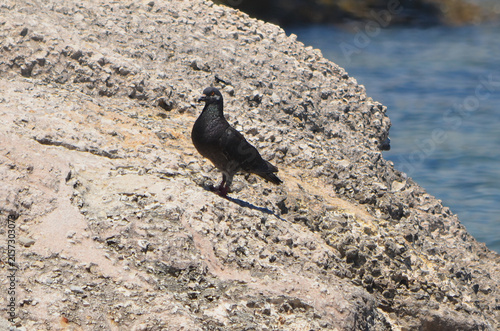 Pigeon On a Boulder 