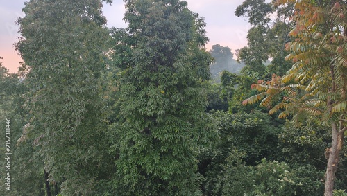 Lush green forest canopy against a soft pink twilight sky during sunset perfect for nature backgrounds and environmental themes