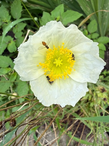 Iceland poppy Oreomecon nudicaulis, synonym Papaver nudicaule